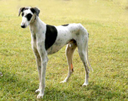 http://www.indiaveterinarycommunity.com/indianscenario/images/mudoul-02.jpg