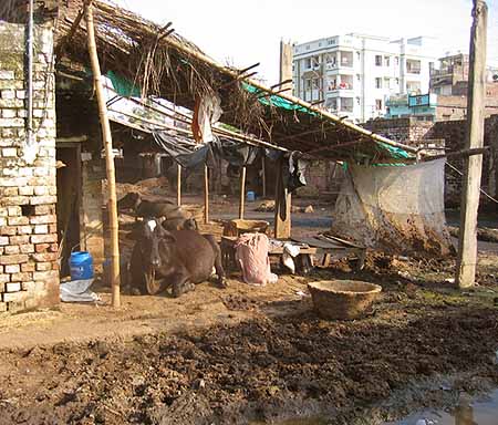 Cows in filth   : Khatals in  Patna, Bihar