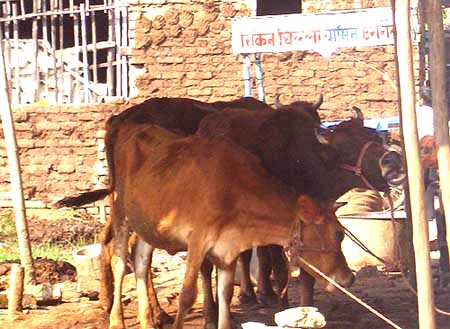 Crushed in herd: Overcrowded Khatals in  Patna, Bihar